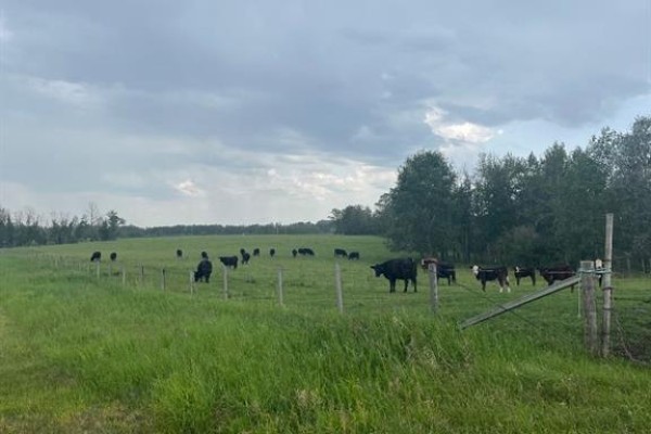 70 Acres Se Of Innisfial, Rural Red Deer County, AB, photo 3