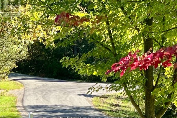 Asphalt driveway curves through trees with colorful fall foliage. - 709 Roland Road, Pelham