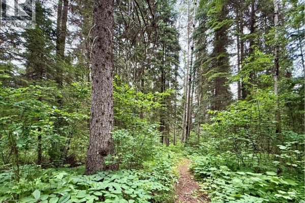A walking path curves through a lush, green forest with large trees and abundant foliage on either side. - 7280 Otway Road, Prince George