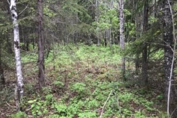 75.25 Acres In Pyne Township - Pcl 4952, Cochrane, ON, photo 3