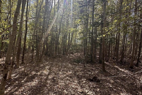 A wide view of a dense forest with tall deciduous trees and bright sunlight. - 76 Wellington Road, Buckfield