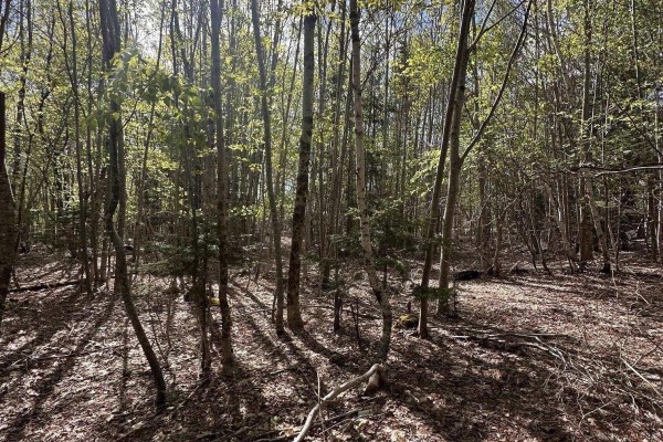 Sunlight filters through a canopy of green leaves onto a forest floor. - 76 Wellington Road, Buckfield
