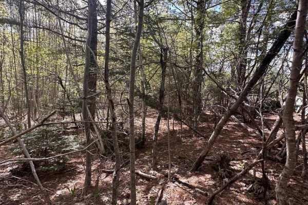 Fallen branches and tree trunks litter the ground in a dense wooded area. - 76 Wellington Road, Buckfield