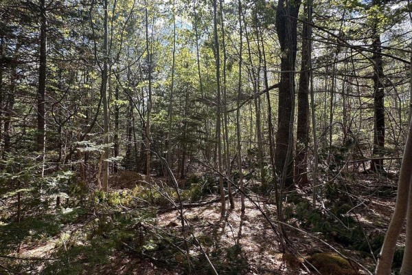 A sun-dappled view of a forest with varied trees and undergrowth. - 76 Wellington Road, Buckfield