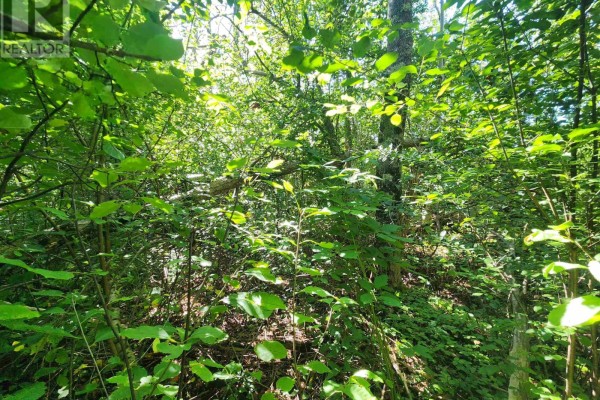 8 Acres Cedar Road, Church Hill, Maitland, NS B0N1T0 Photo 3
