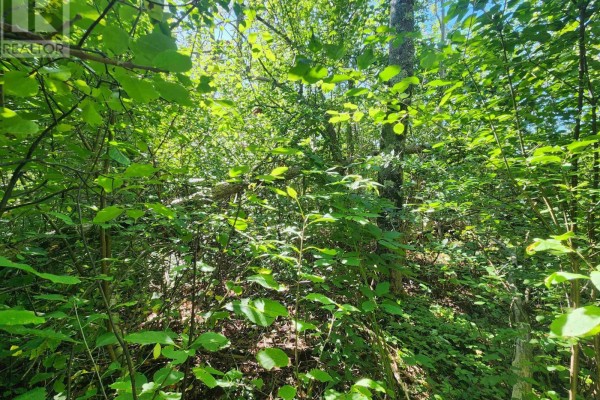 8 Acres Cedar Road, Church Hill, Maitland, NS B0N1T0 Photo 4
