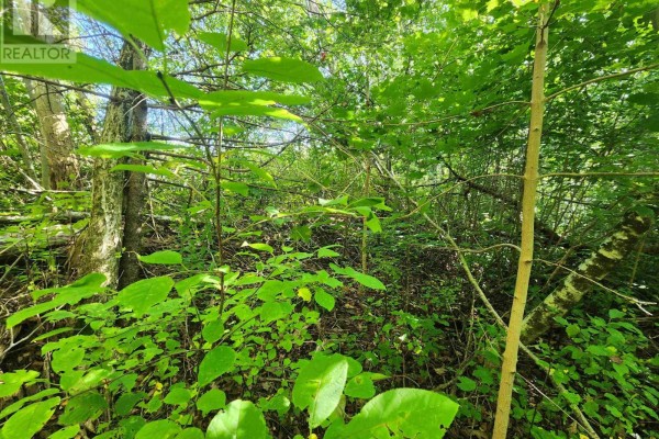 8 Acres Cedar Road, Church Hill, Maitland, NS B0N1T0 Photo 5