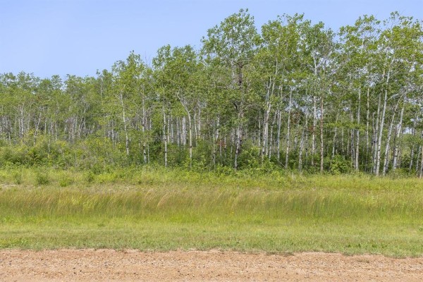 Dense treeline of birch trees with green foliage, grass in foreground. - 8 River 59n Road, Anola