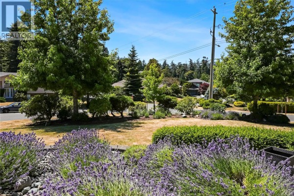 View of the street and neighboring houses from the property with mature trees. - 800 Alvarado Terr, Saanich