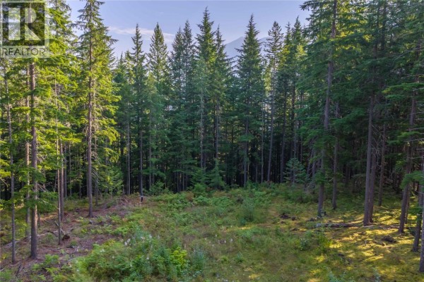 A sunlit clearing in a forest with tall evergreen trees and dense green undergrowth. - 8044 23 South Highway, Revelstoke