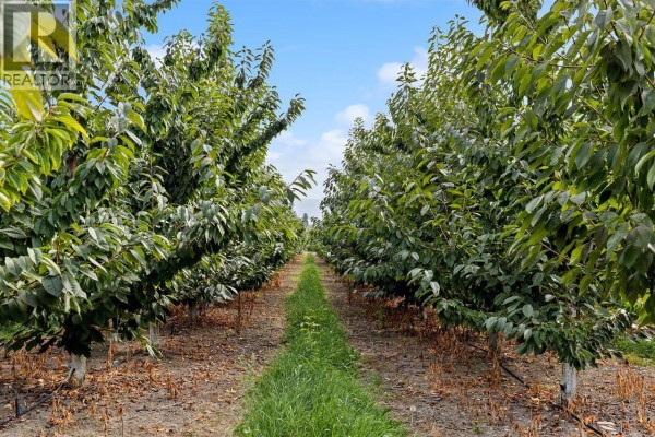 Rows of green fruit trees with bare ground and irrigation lines between them. - 815 Webster Road, Kelowna