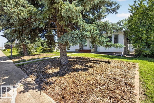 View of a tree-lined front yard with mulch and grass leading to a white bungalow. - 8515 56 St Nw, Edmonton