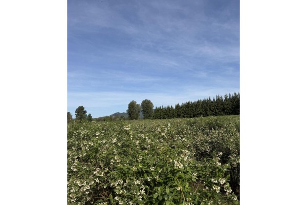 8573 S River Road, Mission, BC V0M1H0 Photo 3