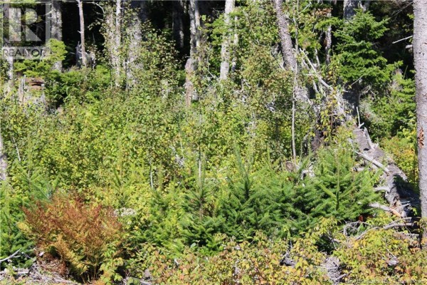 86-81 Owen Court, Campobello Island, NB E5E1Z6 Photo 2