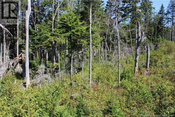 86-81 Owen Court, Campobello Island, NB E5E1Z6 Photo 4