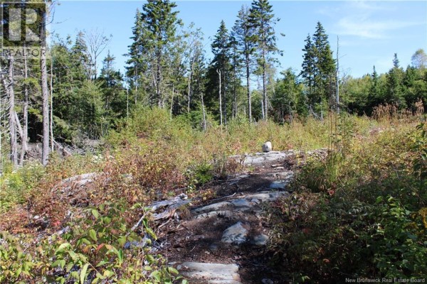 86-81 Owen Court, Campobello Island, NB E5E1Z6 Photo 5