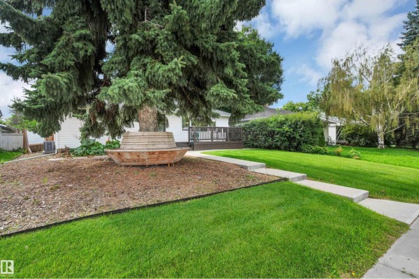 View of a large evergreen tree with a wooden bench around its base, next to a white house. - 8615 66 Av Nw, Edmonton