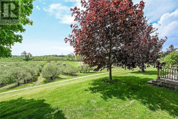 View of an orchard with rows of trees from a grassy yard. - 903 Concession 13 Townsend Road, Norfolk