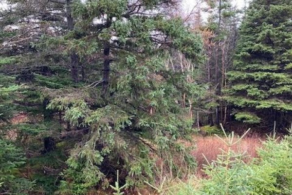 94-96 Highway East, Victoria, NL A0A4G0 Photo 4