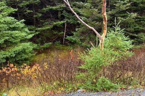 94-96 Highway East, Victoria, NL A0A4G0 Photo 5