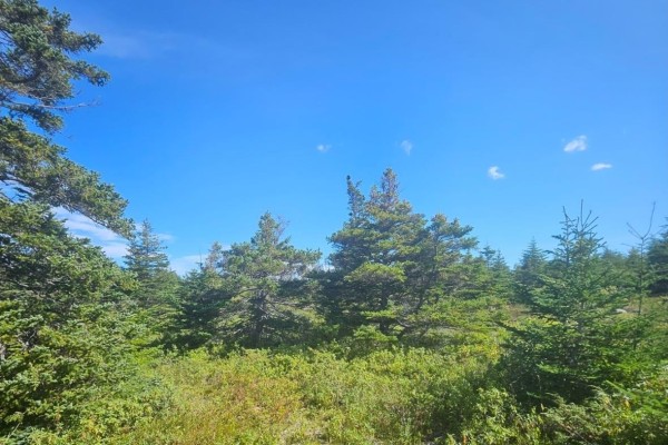 View of a dense evergreen forest with mixed underbrush and a bright blue sky with scattered white clouds. - 95a Chipmans Road, Spaniards Bay