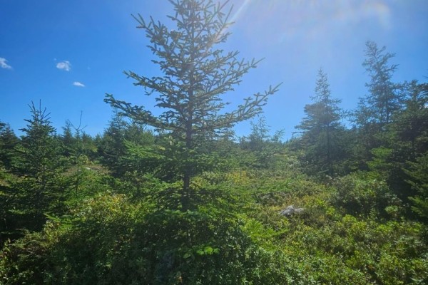 A mature evergreen tree in the foreground, surrounded by smaller evergreen trees and dense green underbrush. - 95a Chipmans Road, Spaniards Bay