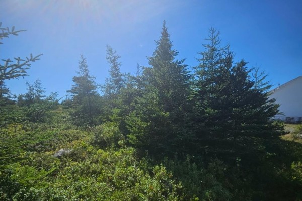 Evergreen trees and low-lying green brush are visible with a portion of a white building on the right. - 95a Chipmans Road, Spaniards Bay