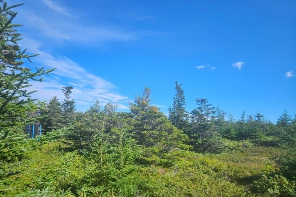 Scattered evergreen trees and low green brush under a bright blue sky with wispy white clouds. - 95a Chipmans Road, Spaniards Bay