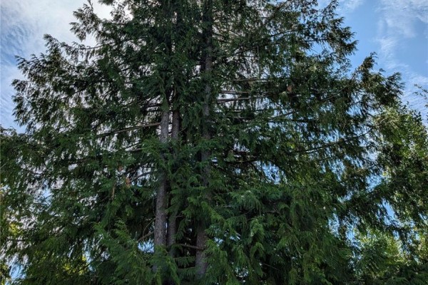96 Cowichan Ave, Lake Cowichan, BC V0R2G0 Photo 5