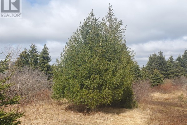 96 Marine Drive, Marystown, NL A0E2M0 Photo 5