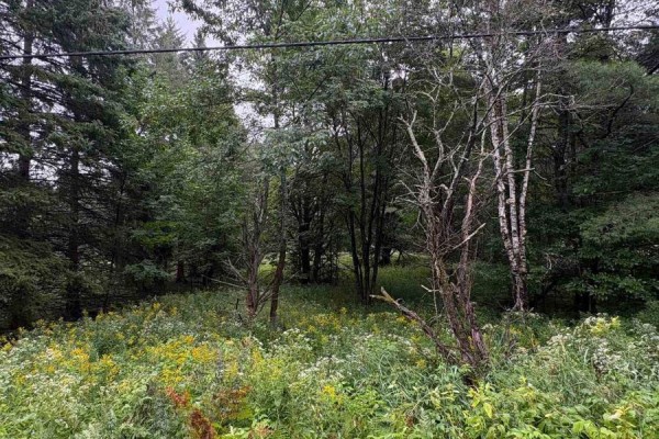 964 North Mary Lake Road, Huntsville, ON P1H1S4 Photo 5