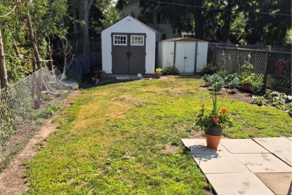 Backyard with green grass, two sheds, a chain-link fence, and a potted plant. - 97 Colborne Street S, Simcoe