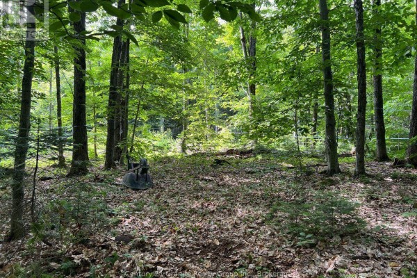 99 Forest View Road, Bancroft, ON K0L1C0 Photo 2