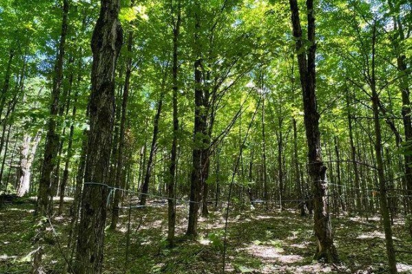 99 Forest View Road, Bancroft, ON K0L1C0 Photo 5