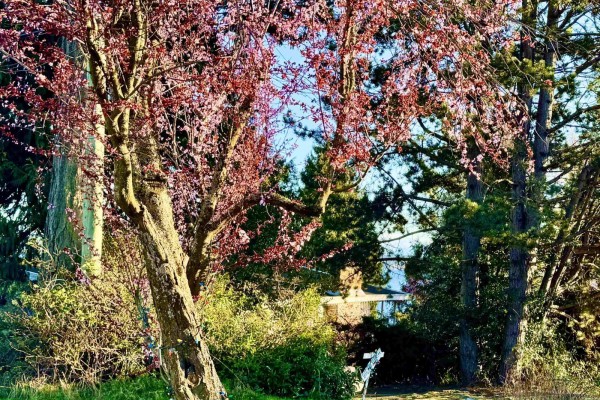 990 Balsam Street, White Rock, BC V4B4J1 Photo 5