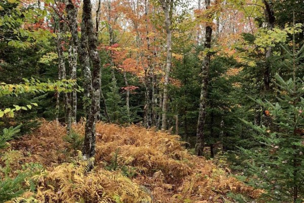 Block 1 No 316 Highway, Country Harbour, NS B0H1J0 Photo 2