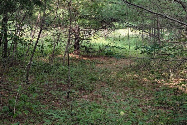 Ch. Du Bois-franc, Mansfield Et Pontefract, QC, photo 3