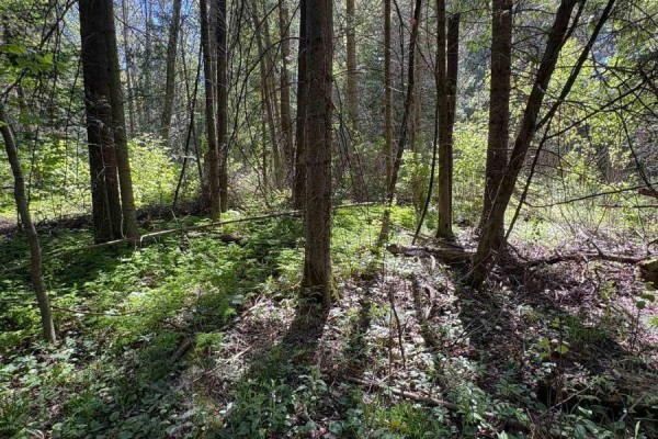 Sunlight filters through the trees, illuminating the forest floor covered in green undergrowth. - Con 13, Pt Lot 21, Part 1 Golf Course Road, Chisholm