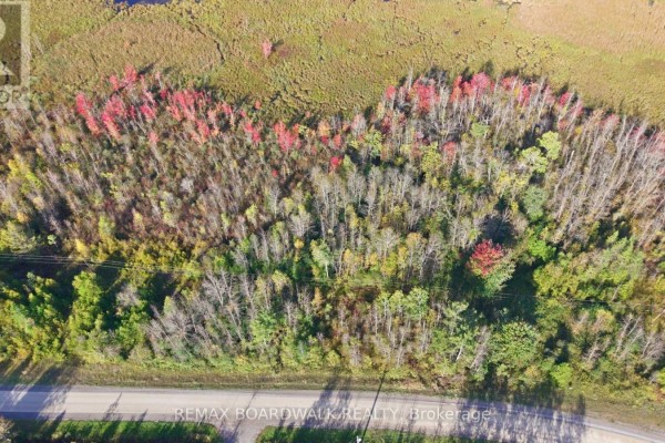 A dense forest with a mix of deciduous and evergreen trees, showing autumn colors along a road. - Con 7 Lot 6 Land O'nod Road, Merrickville Wolford