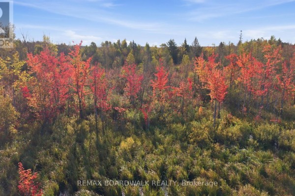 Close-up aerial view of red and green foliage from trees and underbrush in a natural landscape. - Con 7 Lot 6 Land O'nod Road, Merrickville Wolford