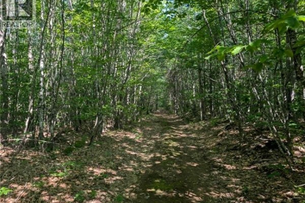 Don's Lot Green Road, Elgin, NB E4Z1T6 Photo 2
