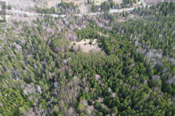 Expansive aerial perspective of mixed forest with scattered bare birch and pine trees. - Eskasoni Road, Northside East Bay