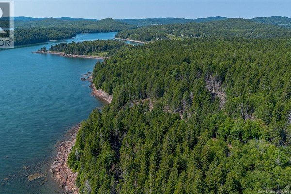 Overhead view of a vast, evergreen forest with a dirt road winding through. - Fiander Road, Bocabec