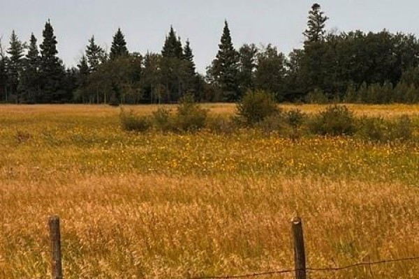 Fries Pasture, Leask Rm No  464, SK S0J1M0 Photo 5