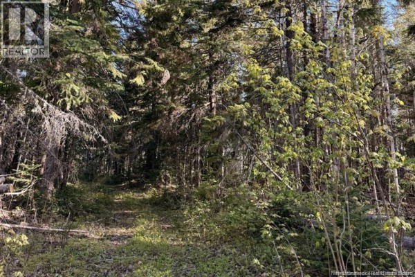Dense evergreen forest with a path winding through trees, showing the natural terrain of the land. - Goshen Road, Portage Vale