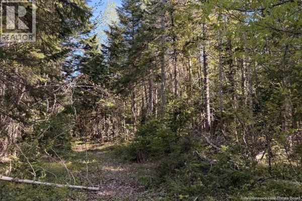 Sunlight filters through a thick forest canopy, illuminating a winding dirt path through the trees on the property. - Goshen Road, Portage Vale