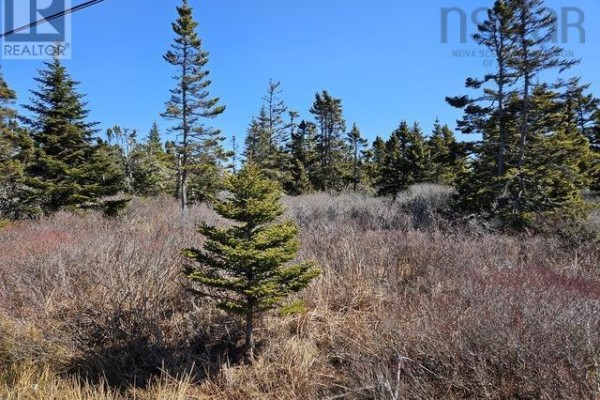Landscape view of a wooded area with scattered evergreen trees and dense underbrush. - Highway 3, Charlesville