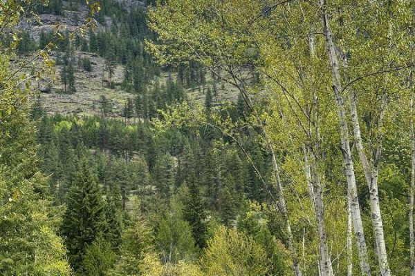 Highway 6 Lot# 2, Passmore, BC V0G2E0 Photo 3