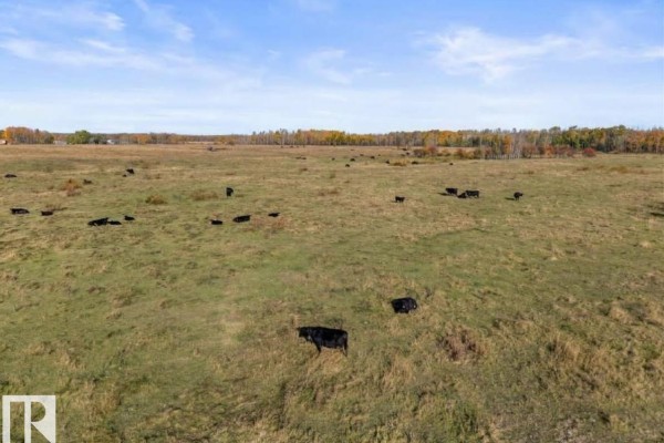 Aerial view of a wide grassy field with several black cows grazing under a partly cloudy sky. - Hwy 28 Rge Rd 424, Rural Bonnyville M D 