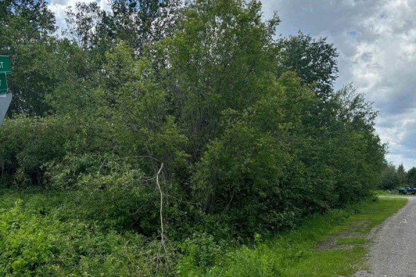 Overgrown area along the road with dense vegetation - L0t 94-95 Nelson Street, Englehart